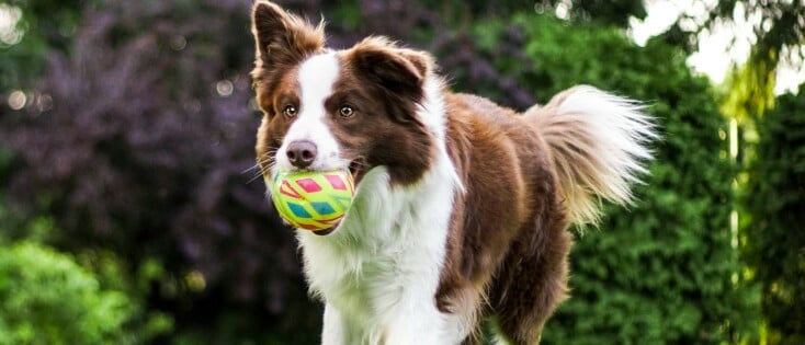 Je brein is als een jonge hond